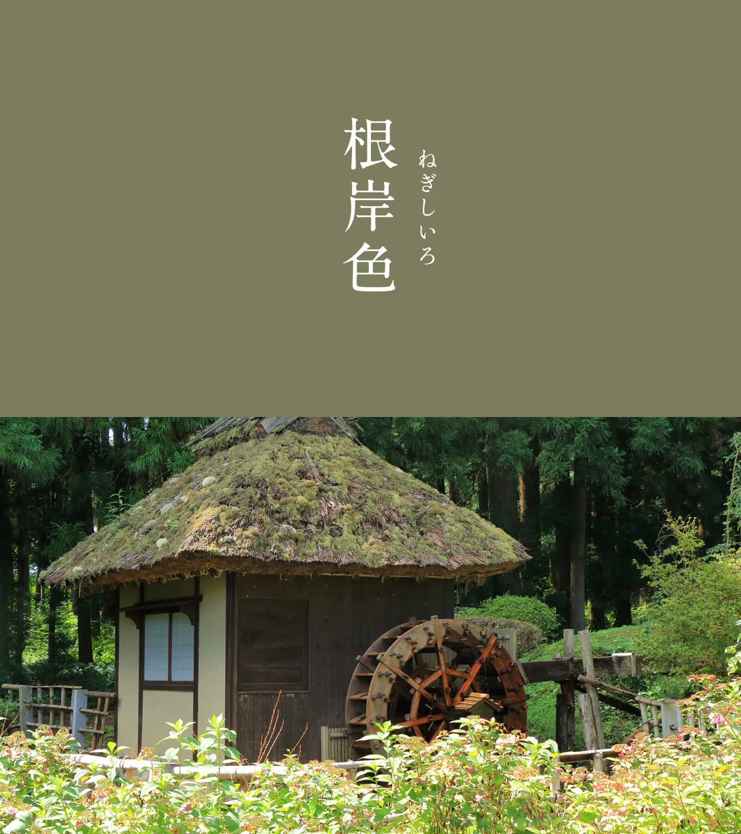 543life's tweet photo. 根岸色（ねぎしいろ）｜#にっぽんのいろ

江戸時代に登場した、粋で渋い緑色です。
東京の根岸という所で採れた上��の「根岸土」で仕上げた根岸壁の色をしています。
緑がかった暗い灰色が一般的ですが、茶寄りや青寄りなど色幅があり、江戸の伝統を受け継ぐ色合いです。

▼6月のいろはこちらから
https://t.co/Kuk9i7A3Rw