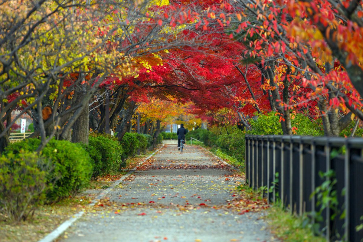 escassy1's tweet photo. おはようございます、長岡天満宮にて
#四季写真 https://t.co/5itX1fn0uE