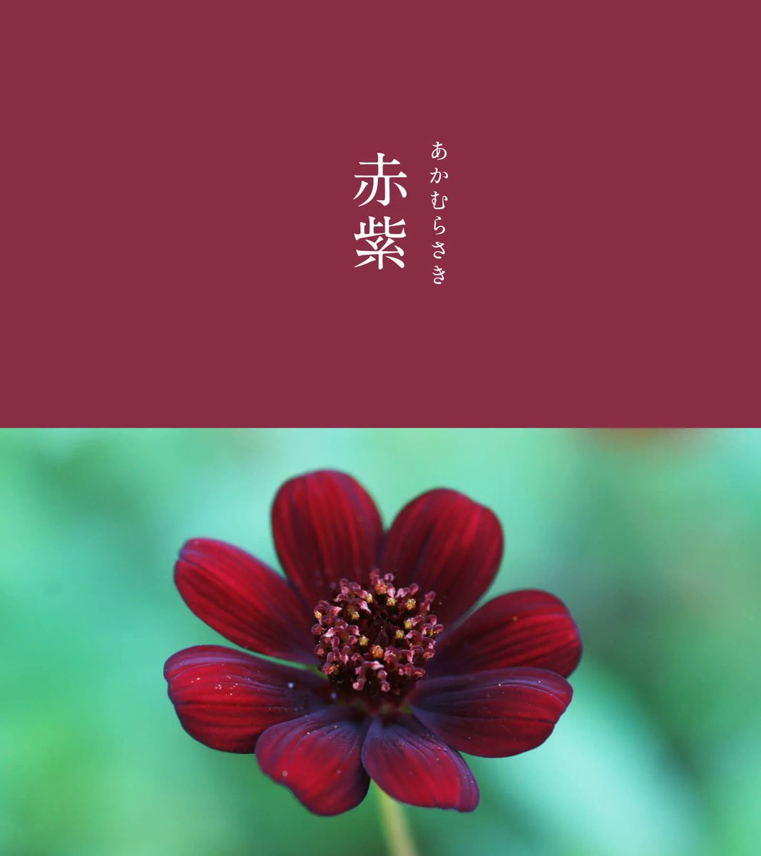 543life's tweet photo. 赤紫（あかむらさき）｜#にっぽんのいろ

赤と紫の中間の不思議な色合いです。
牡丹やツツジの花のような赤みの濃い紫色、または鮮やかな赤紫色を指します。
奈良から平安時代にかけて、深紫の次に高位の衣服の色でした。優美で気品のある色合いが長く愛されてきました。

▼6月のいろはこちらから
https://t.co/Kuk9i7A3Rw