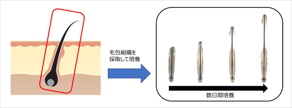 mil_any's tweet photo. 【ロート製薬】冬虫夏草エキスの毛包成長期維持作用への関与を確認　https://t.co/PTFE8cOICt https://t.co/80RzzMZd7c