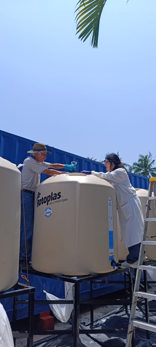 Pardo_lab's tweet photo. 🌊🔬 La #BiotecnologíaMarina ya está en Tuxpan, Veracruz.
Desde el @ibt_unam trabajamos en biorremediación de hidrocarburos con bacterias marinas nativas para enfrentar derrames de petróleo en costas mexicanas.

#UNAM  #Biorremediación #Tuxpan #Veracruz https://t.co/FcXOKXc4Ut