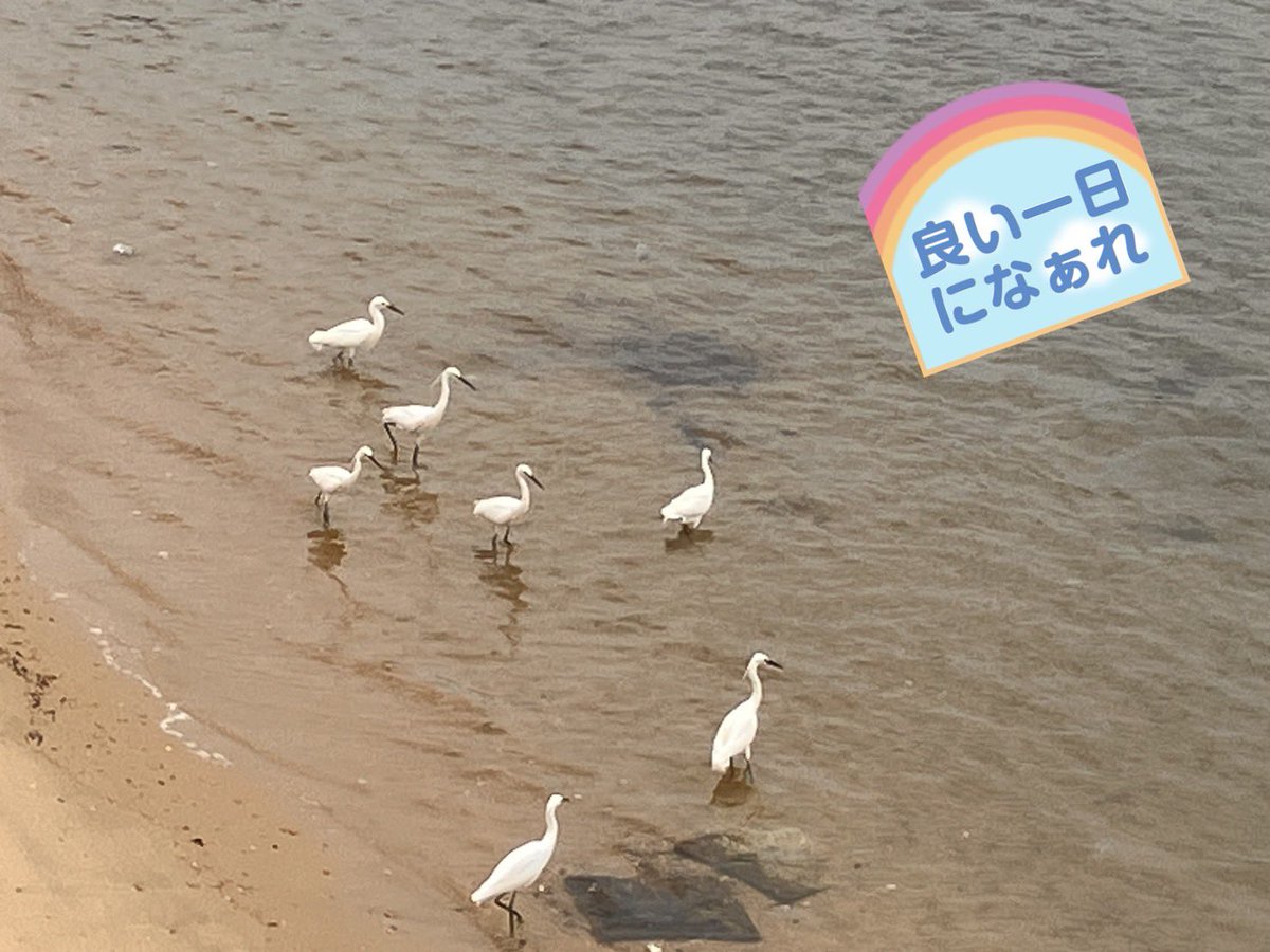 peterrabbitmama's tweet photo. @otogusuri Ryuさん❣️久々に自転車で浜辺へ。
サギが楽しそう♪ https://t.co/88aZqxRPYo