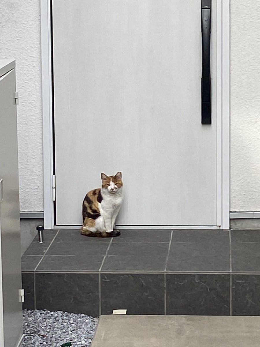 uoon528's tweet photo. 家の前に猫いるけど、連れて帰ってええんかな https://t.co/1PAD0pjYyK