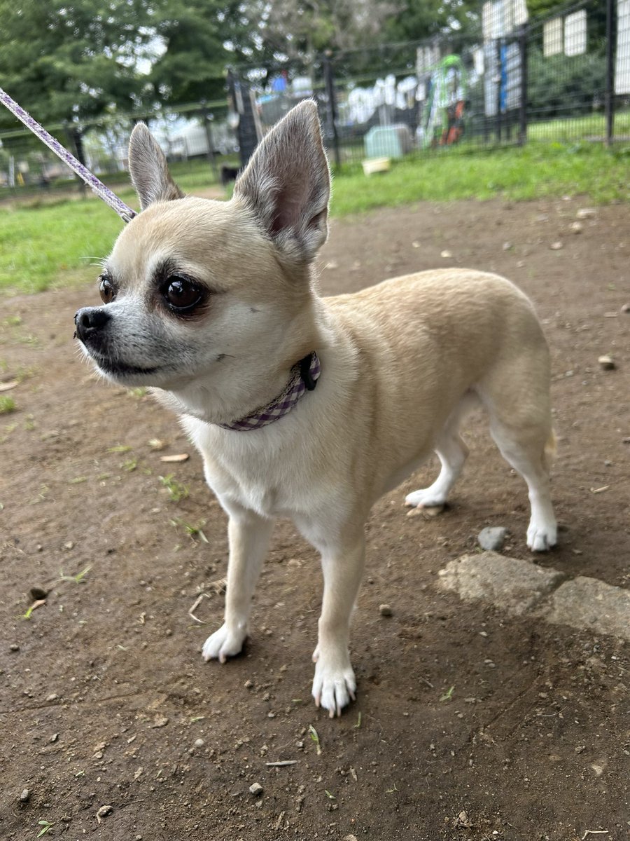 pakayu3's tweet photo. 迷い犬

篠崎公園ドックラン近くで、他のワンコの飼い主さんが発見しました。
これから鹿骨交番へ行くそうです‼️
無事に飼い主さんが見つかりますように

拡散お願い致します。

 #迷子犬
 #篠崎公園 https://t.co/kwdjAzSnM7