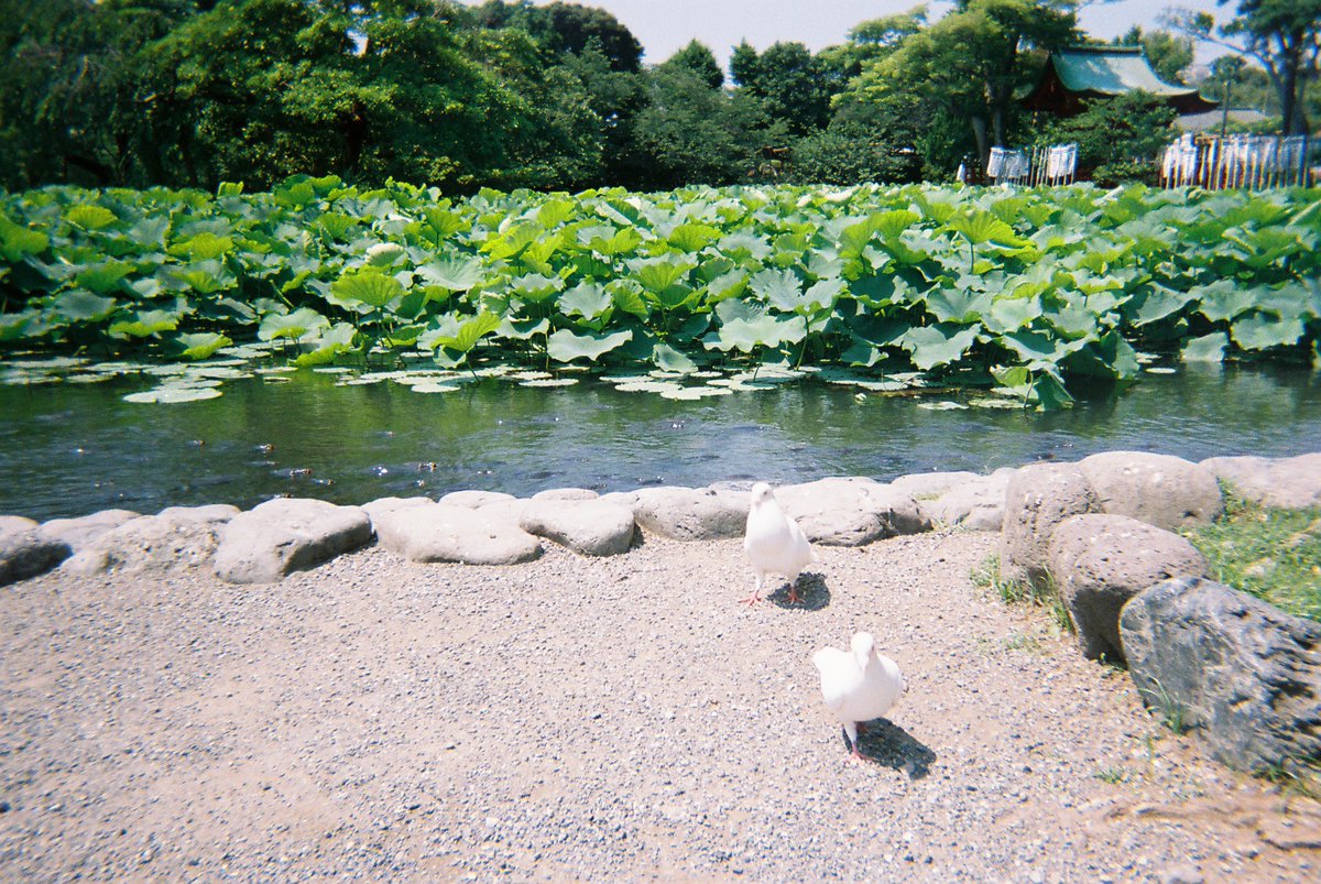 miyayuu27298477's tweet photo. 流離い
 #写真  #レンズ付きフィルム #FunSaver https://t.co/SfE57elEr7