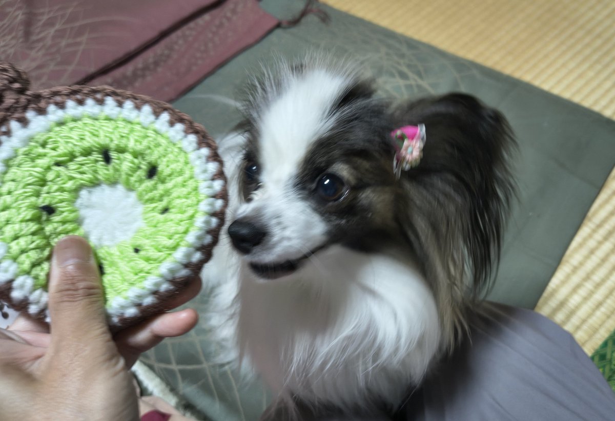m2mama01's tweet photo. ☔でうだうだしてる犬と
・りんご
・すいか
・キウイ
・オレンジ
(※犬以外はすべて本日製作のｱｸﾘﾙﾀﾜｼです) https://t.co/T9RYIVselW