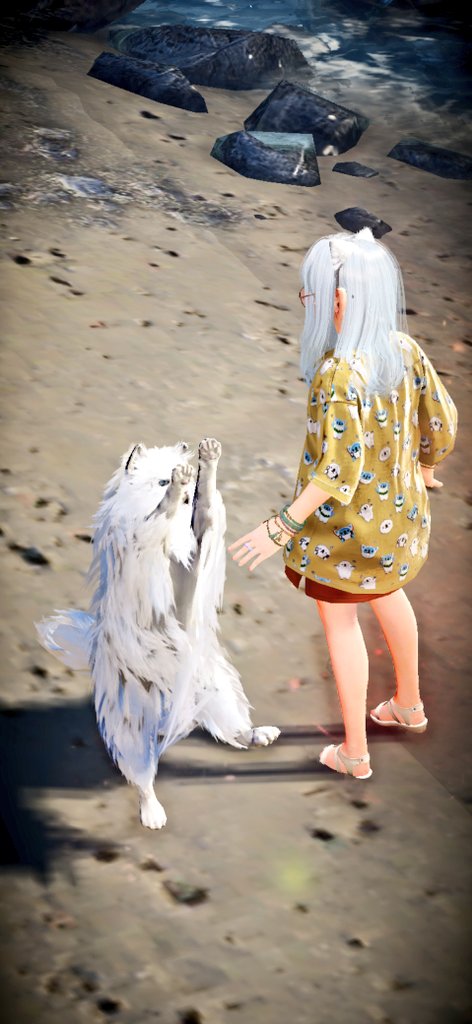 kumaelGAMES's tweet photo. 夏のコイン交換イベで新しいペットのホワイトバレンシアちゃんが仲間入りニャー|ωΦ)ฅ
モフモフの白猫で瞳が赤と青のオッドアイなのが可愛いぬーん(*´艸`*)♡
#黒い砂漠MOBILE 
#黒い砂漠モバイル https://t.co/XkmrkxsaCz
