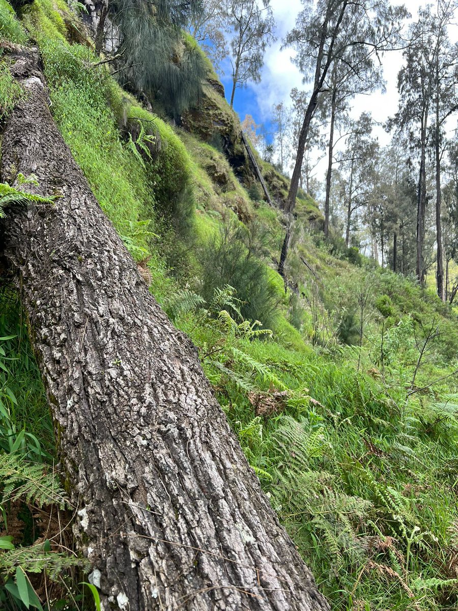 octoberwitches's tweet photo. Buat referensi yang mau ke Gunung Argopuro

Isinya nyebrang tanah longsor, pohon gede tumbang sepanjang trek, belum lagi aku kecebur lumpur sampe sepaha. Jalur ga keliatan karena vegetasi rapet bgt. Menurutku pribadi, ini lebih capek dari Rinjani. https://t.co/xTmbZ6OdHC