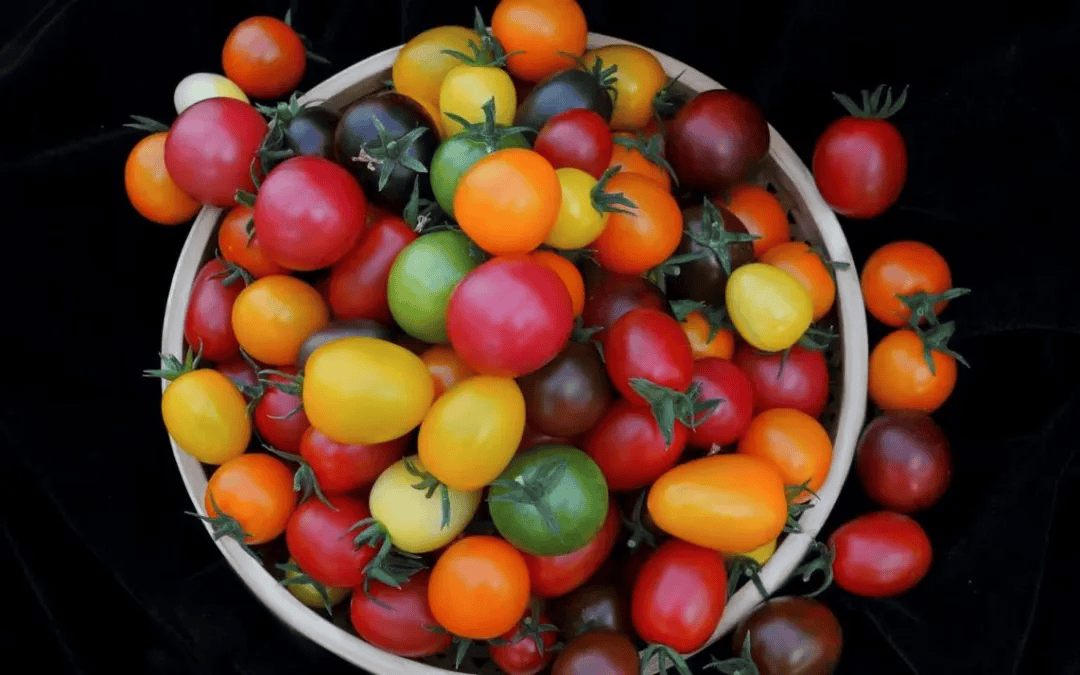 tatanrojas911's tweet photo. Just tried the new organic cherry tomatoes—crisp, sweet, and bursting with juiciness! Perfect for salads or snacking straight. 10/10 would repurchase. https://t.co/NrRBmeZE9m