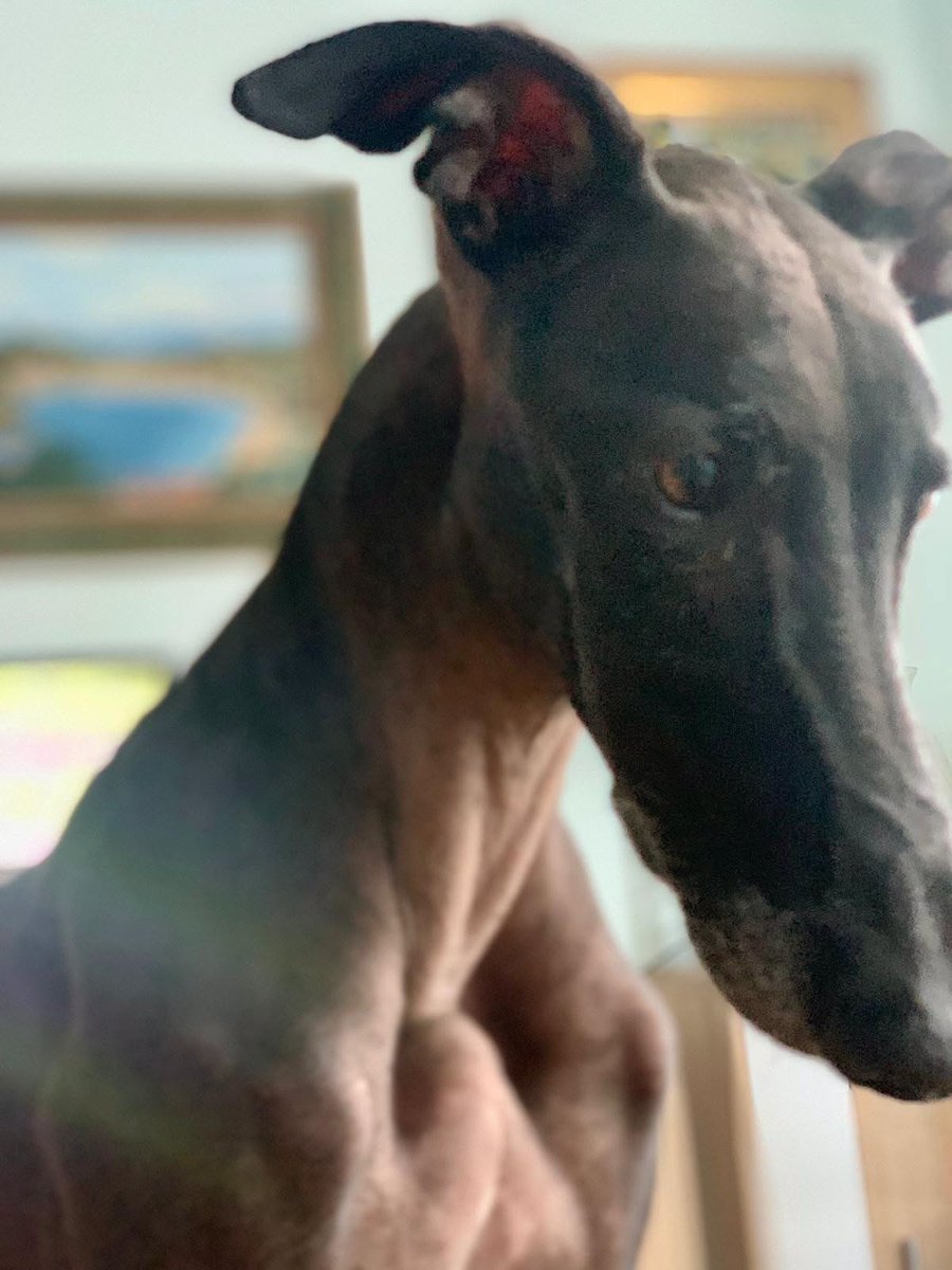 galgoleku's tweet photo. ¿Quieres poner un galgo en tu vida?
¿Quieres darle un compañero a tu amigo peludo?
Contacta con nosotros 
https://t.co/fO1FuXYtAH
#galgoleku #adopta #adoptanocompres #acoge  #adoptaunperro 
#acogeunperro #adoptaungalgo #acogeungalgo #galguitisaguda
#galgoleku
#adoptaunsenior https://t.co/L8Lj4Lj9lz