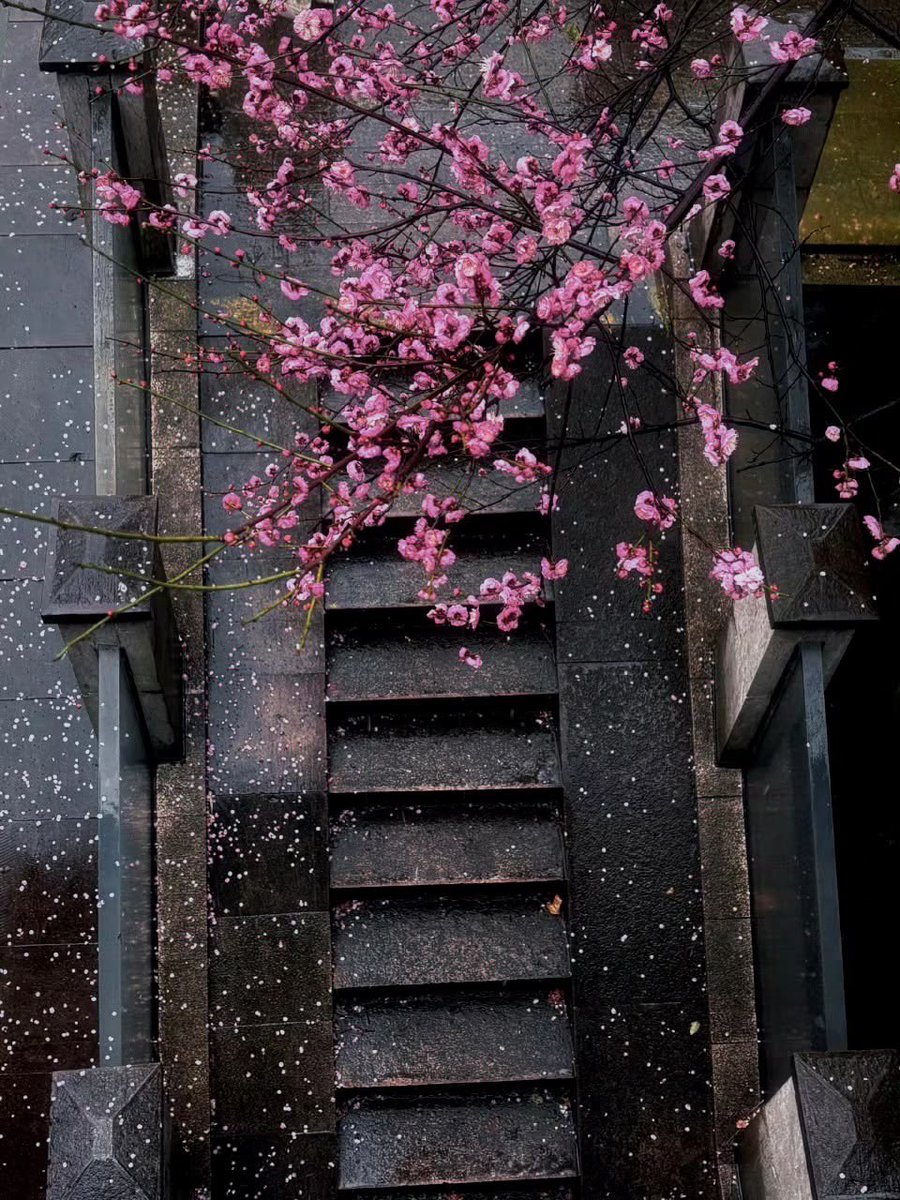 _Naturaee's tweet photo. left my heart on these steps 🌸🌧️ https://t.co/lBZJIss9US