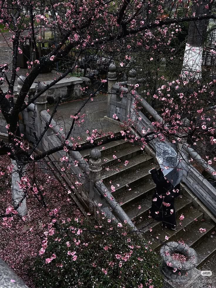 _Naturaee's tweet photo. left my heart on these steps 🌸🌧️ https://t.co/lBZJIss9US
