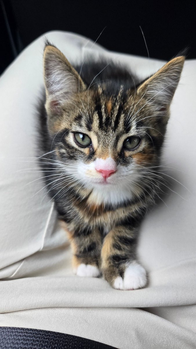 new_amk's tweet photo. 私事ですが実家に猫ちゃんが来ました☺️
両親も私も既にメロメロです。
毎日送られてくる動画を見てはニヤニヤして過ごしてます。 https://t.co/2lEBE14D8w