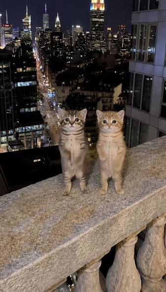KinglodieSol's tweet photo. Don't fade $Toyoki the dance cat, insane viral on chinese tiktok and will go to couple huindred k imo 

AwRzXsRbGjkW7GQ2zpYC3V2fVt7QAbtpPiCoj3Ybpump https://t.co/ZLN0aLxstJ