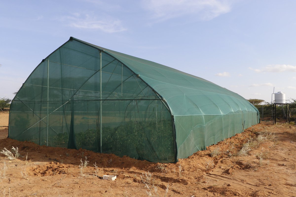 candlelightsom's tweet photo. To empower women through agriculture, Candlelight established a greenhouse in Beerato village, Equipped with modern drip irrigation system, the initiative supports a cooperative of 30 women.
The women have successfully grown tomatoes and have now started harvesting their produce. https://t.co/ffVNhvV4TV