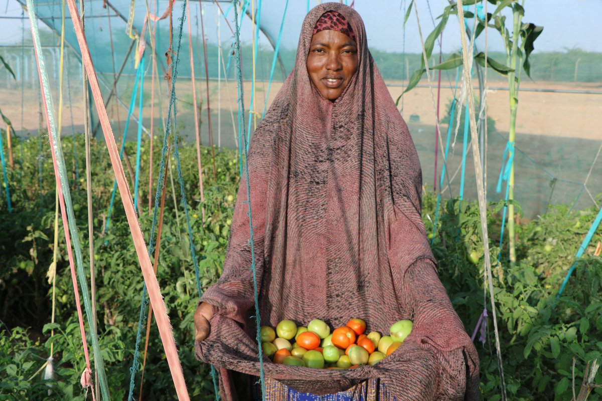 candlelightsom's tweet photo. To empower women through agriculture, Candlelight established a greenhouse in Beerato village, Equipped with modern drip irrigation system, the initiative supports a cooperative of 30 women.
The women have successfully grown tomatoes and have now started harvesting their produce. https://t.co/ffVNhvV4TV