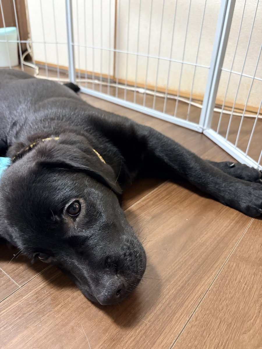 Dx73OROkun's tweet photo. 何億年かぶりにアイコンをケージごと移動犬にかえました🐶 https://t.co/IY85O9L43g