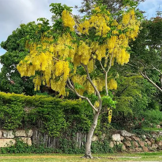 pre_historic's tweet photo. Nature often fools us with familiar beauty. 

What seems native and timeless may actually be the result of journeys across continents. 

This reminds us that history is written not only by people, but by the paths plants, ideas, and cultures travel. https://t.co/4ijeCOXicw