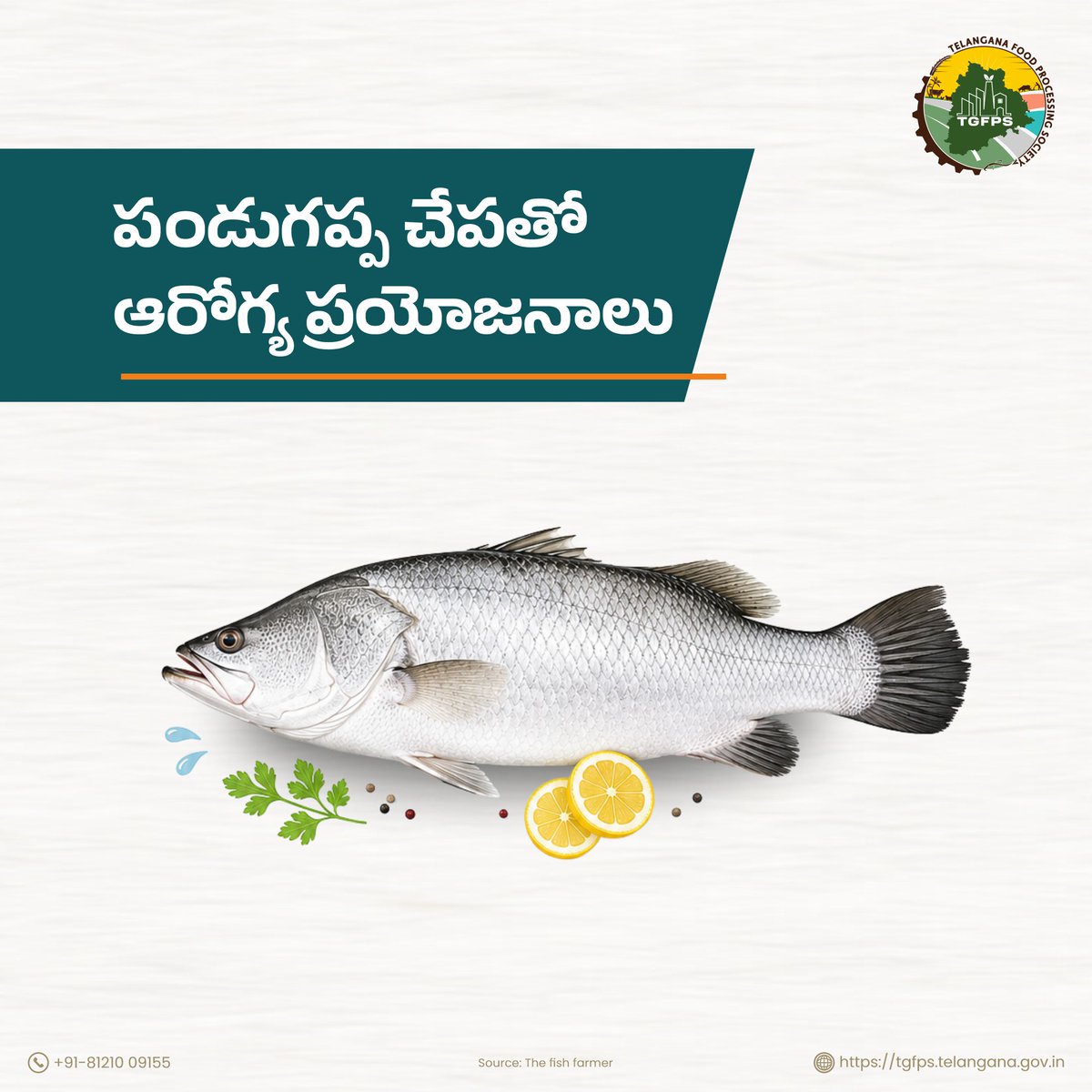 Telangana_FPS's tweet photo. మీకు తెలుసా? 
పండుగప్ప చేపలో ప్రోటీన్, ఒమేగా-3 ఆమ్లాలు సమృద్ధిగా ఉండి, శరీర ఆరోగ్యం మరియు పోషకాహారానికి తోడ్పడుతుంది! 

#AquacultureIndustry #FisheriesSector #Telangana #Barramundi #Aquaculture #FoodProcessing #Omega3 #TGFPS #NutritionFacts https://t.co/QkB4TruyGK