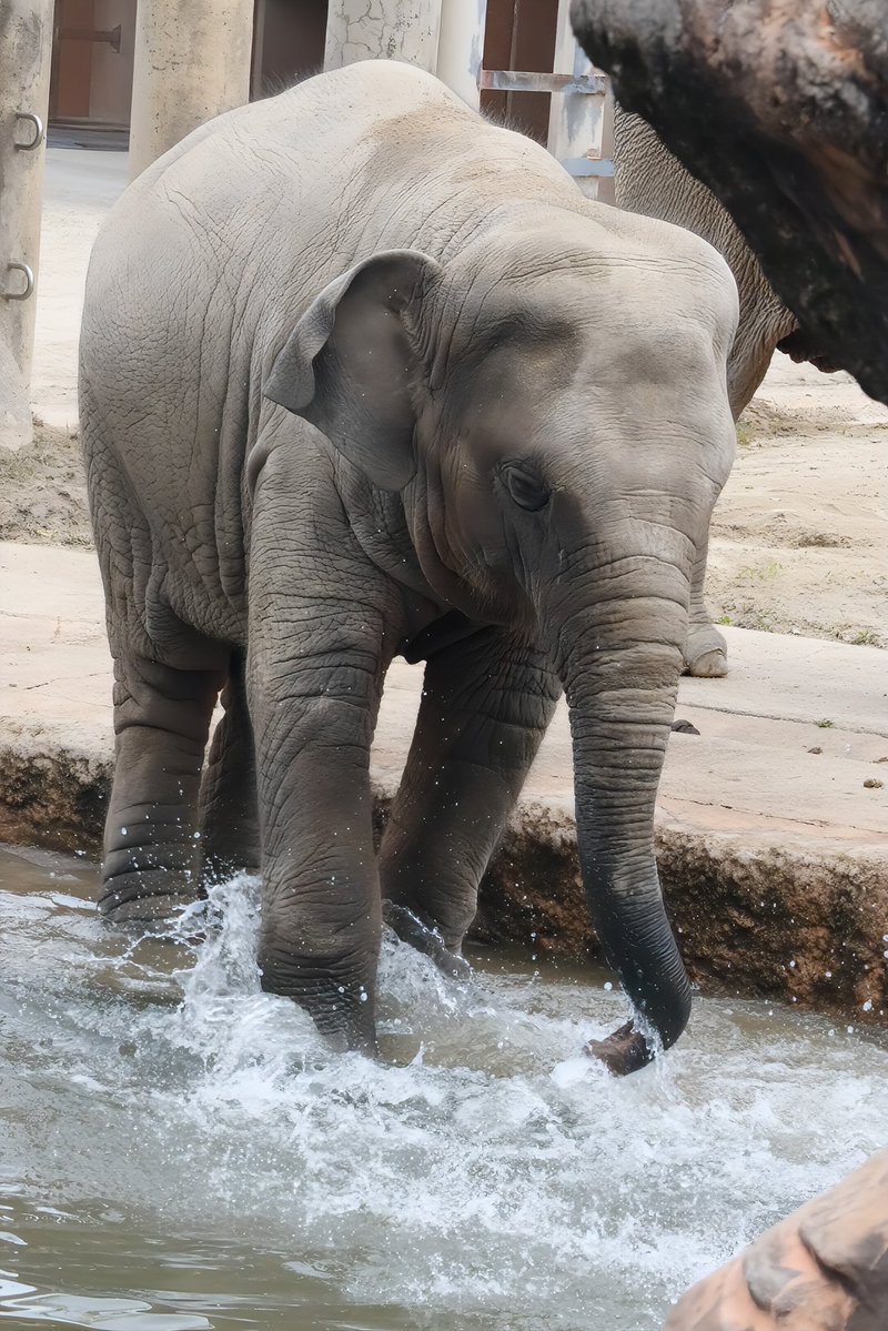 dora_sh3's tweet photo. 水遊びしてるの可愛かった〜✨
#東山動物園 https://t.co/VXvYJE4ktK