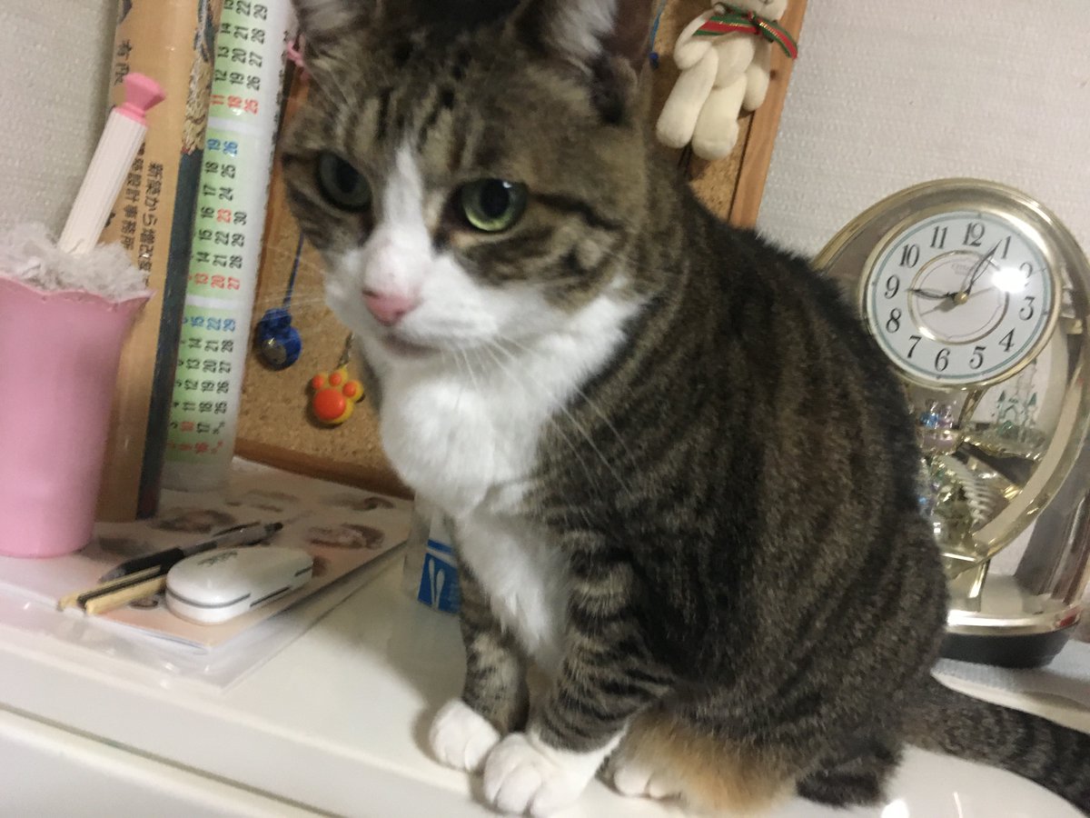 kaokun65's tweet photo. 今日の盛岡は、晴れ時々曇りでした
最高は26.1度　最低は14.3度
半袖だとちょうど良い感じの気温でした。
やはり、晴れたのは嬉しいです☺️☺️
今日はカモ
一枚目2021　僕の手を捕まえて、匂い嗅いでます
二枚目2021　この前の続き
三枚目2010　僕の手を枕にぐっすり、可愛いです🥰🥰🥰 https://t.co/h2gzD9XbQq