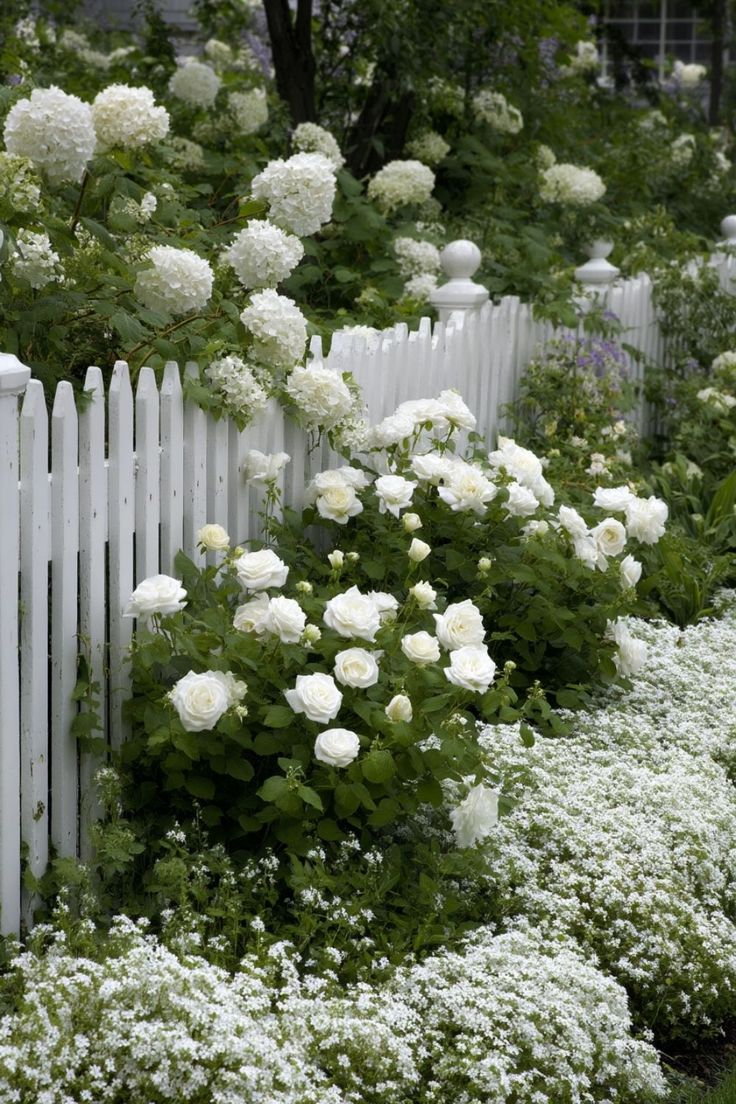 Cwiklowa's tweet photo. ☘️💮🐝White flowers garden💐🦋White Roses to White Hydrangeas🍀💮🐝
Have a wonderful day for all☀️🤍☀️ https://t.co/m7As525OeU