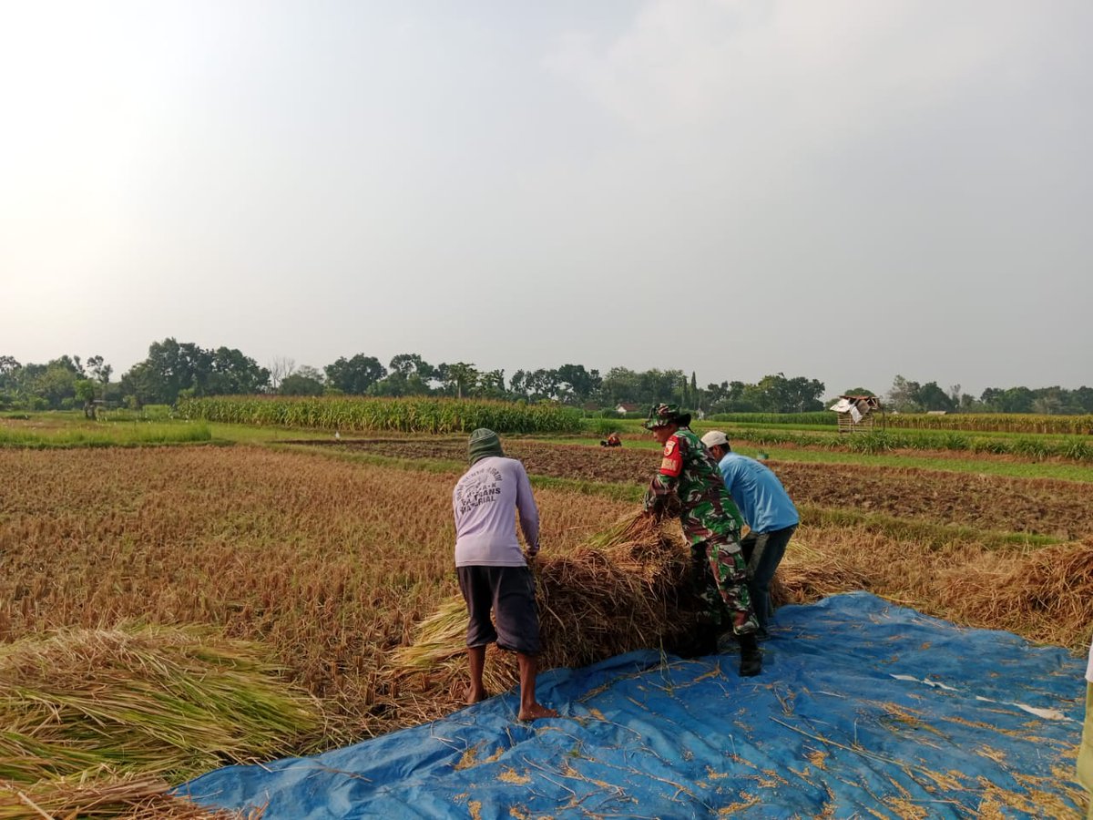 kodim0804's tweet photo. Magetan – Sebagai bentuk dukungan terhadap program ketahanan pangan nasional dan upaya mewujudkan swasembada pangan, Babinsa Koramil 0804/13 Bendo Kodim 0804/Magetan, Serka Sri Suharno, melaksanakan pendampingan sekaligus membantu petani memanen padi di Desa Kleco. https://t.co/BpyKp6t927