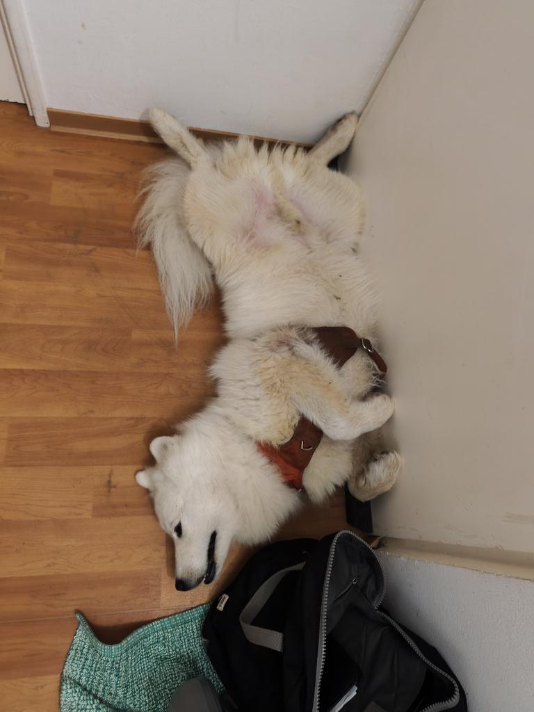 LordofD9's tweet photo. @RinHigurashi_HC Ich kann dich da komplett verstehen 
Muss mich ein bisschen zwinken was zu machen 
Und diese Hitze macht es nicht einfacher
Hier vielleicht noch zwei Bilder die vielleicht bei der Motivation und Konzentration helfen https://t.co/ags7FPyg2x