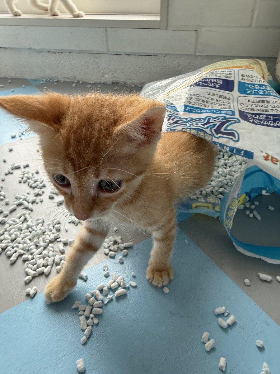 mameK527's tweet photo. ああああああああああ🫪

そこぢゃない〜

＃こねこ 
＃百均隊
＃保護猫 
＃なちゅ吉 

なんでオバチャン喚いてるにゃ？ https://t.co/A15QGcclJv