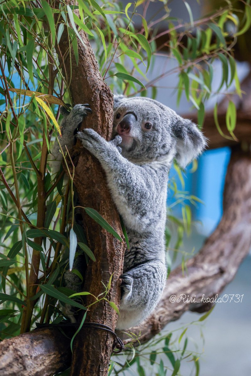 あずちゃん🐨💛 📷2026.05 #あずま #コアラ #多摩動物公園