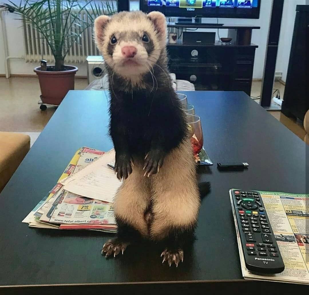 FerretPerHour's tweet photo. https://t.co/zunzFPje7h