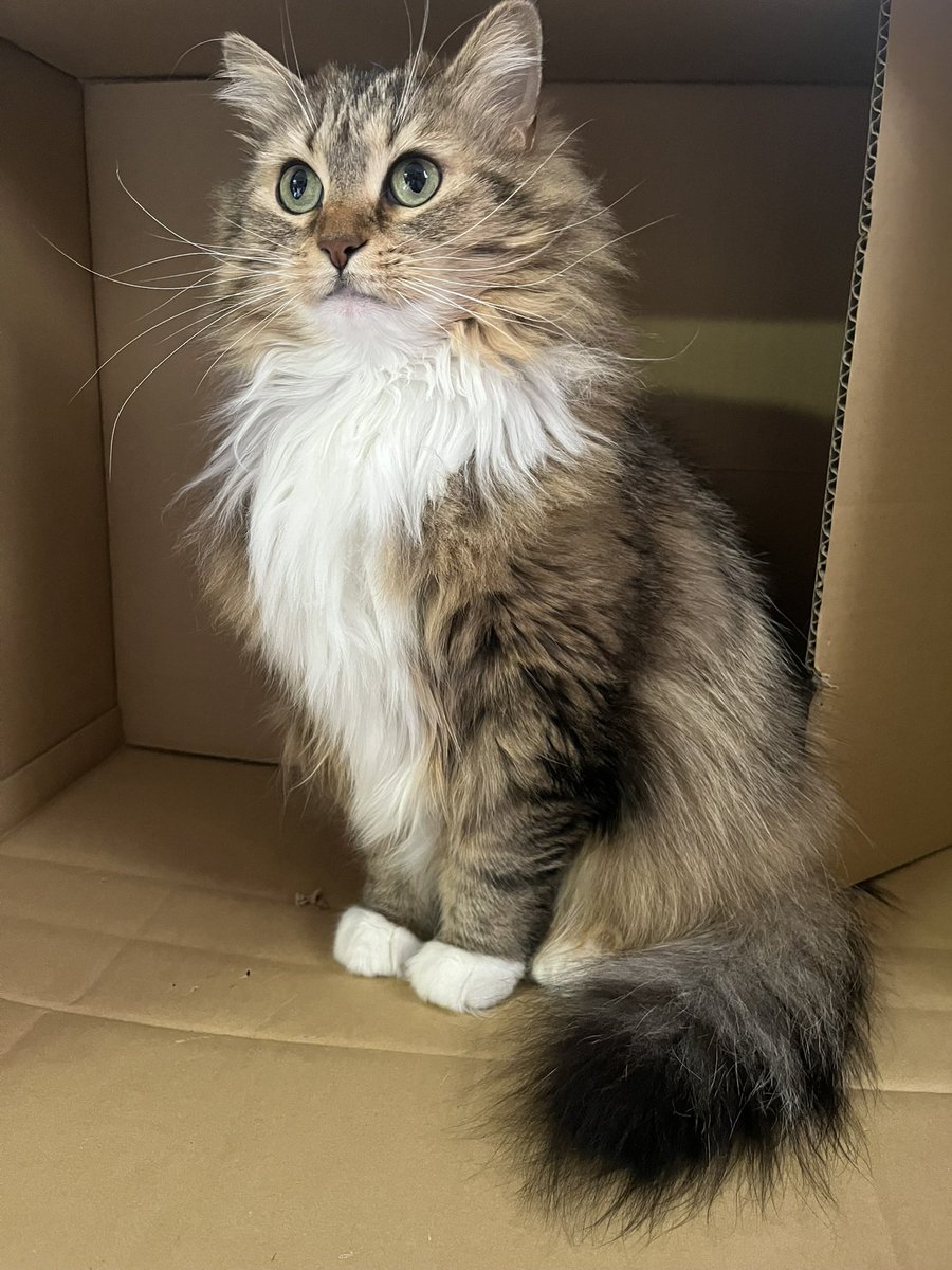 うーん これは美猫 #猫のいる暮らし #メインクーン
