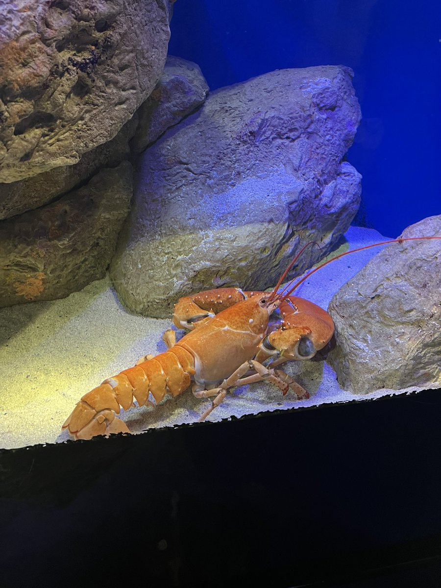 dendentouzi's tweet photo. 在水族馆看到天生就熟的龙虾了🦞 https://t.co/dgxTq2dsdc