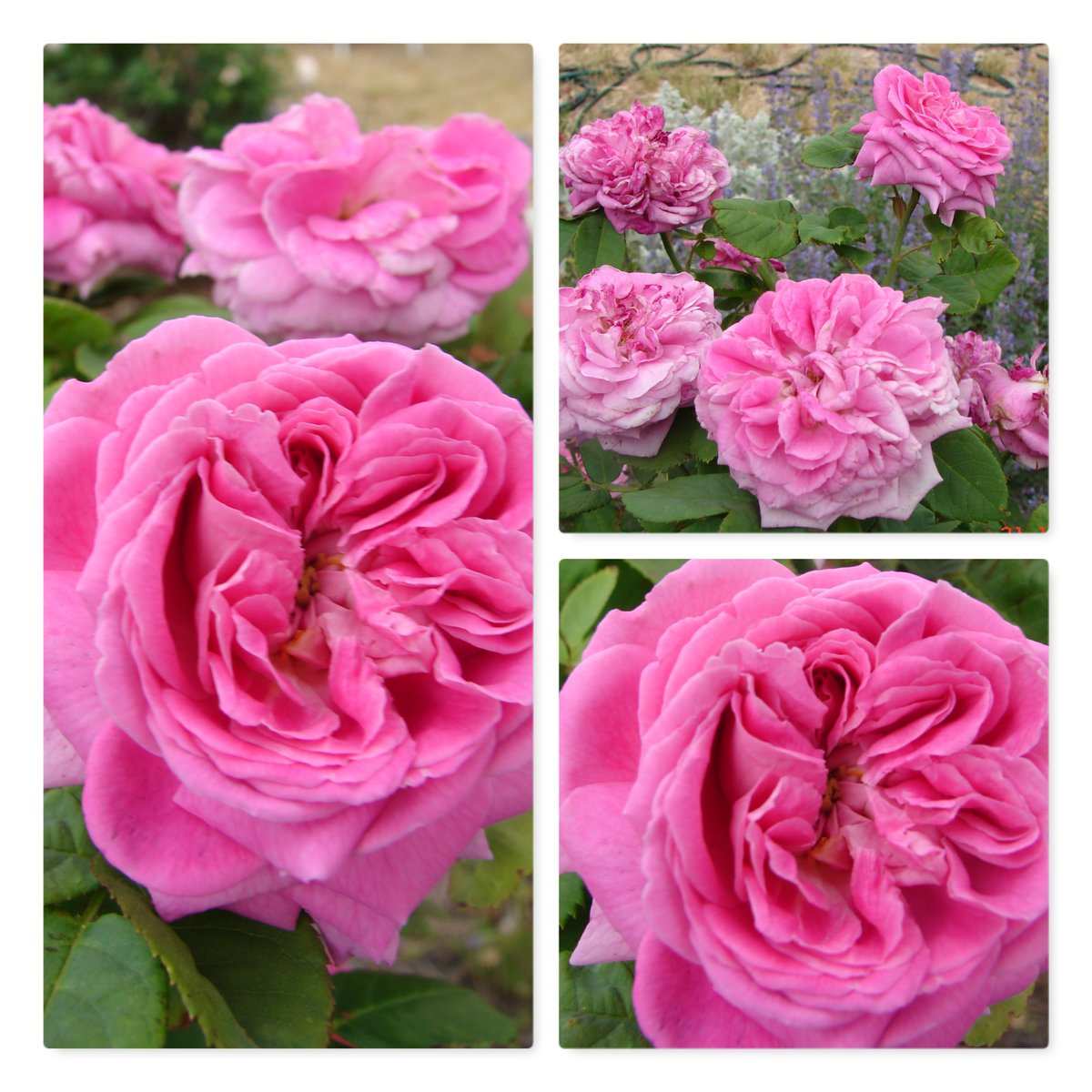 SarahRajkotwala's tweet photo. I love the deep folds and quartered blooms of the lovely Vintage Hybrid Perpetual, rose John Hopper.

#fairiesarereal #aroseaday #gardening #RoseWednesday #vintageroses

 My Amazon Book Page https://t.co/zfmSlmQOAK        
Year of Talking to Plants https://t.co/lVWlMa9c1f https://t.co/WrDrqlanMc