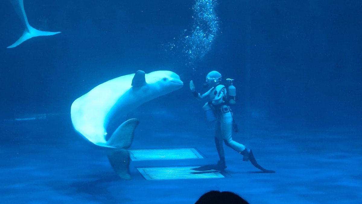 lll_ulll's tweet photo. 水族館に来ました(  ᷇ 𖥦  ᷆ )
いるかもアシカも可愛すぎてしっぬぅ！
とーっても楽しかった！！
またシロイルカのショー見たいなあ🫶 https://t.co/m61rMxHbbv