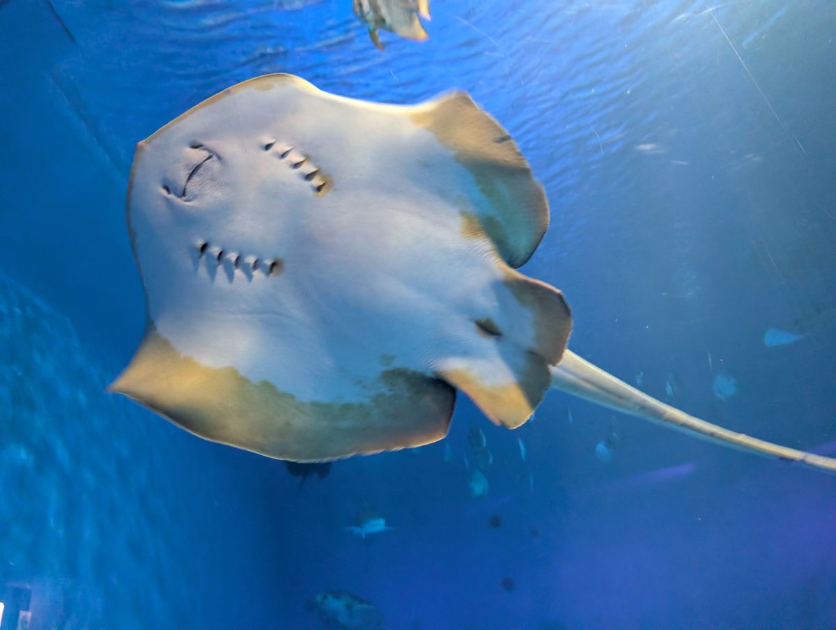 lll_ulll's tweet photo. 水族館に来ました(  ᷇ 𖥦  ᷆ )
いるかもアシカも可愛すぎてしっぬぅ！
とーっても楽しかった！！
またシロイルカのショー見たいなあ🫶 https://t.co/m61rMxHbbv