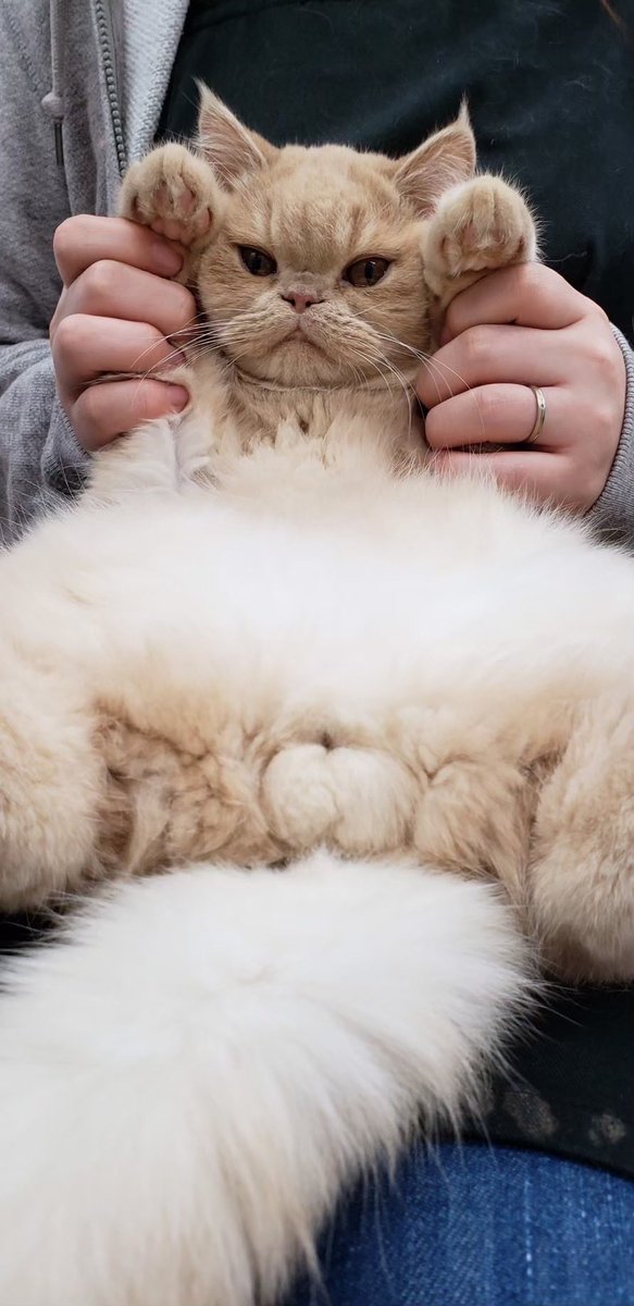 ohigemamire's tweet photo. もちくんにもあったやつ出てきた
#エキゾチックショートヘア 
#猫のいる暮らし
#にゃんたま https://t.co/MPa8FqJRXt