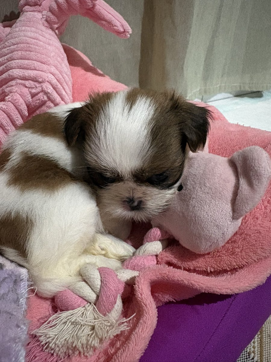 _drizxz's tweet photo. amo ser mamãe de pet 💕🌟 https://t.co/4JugTu3EKH