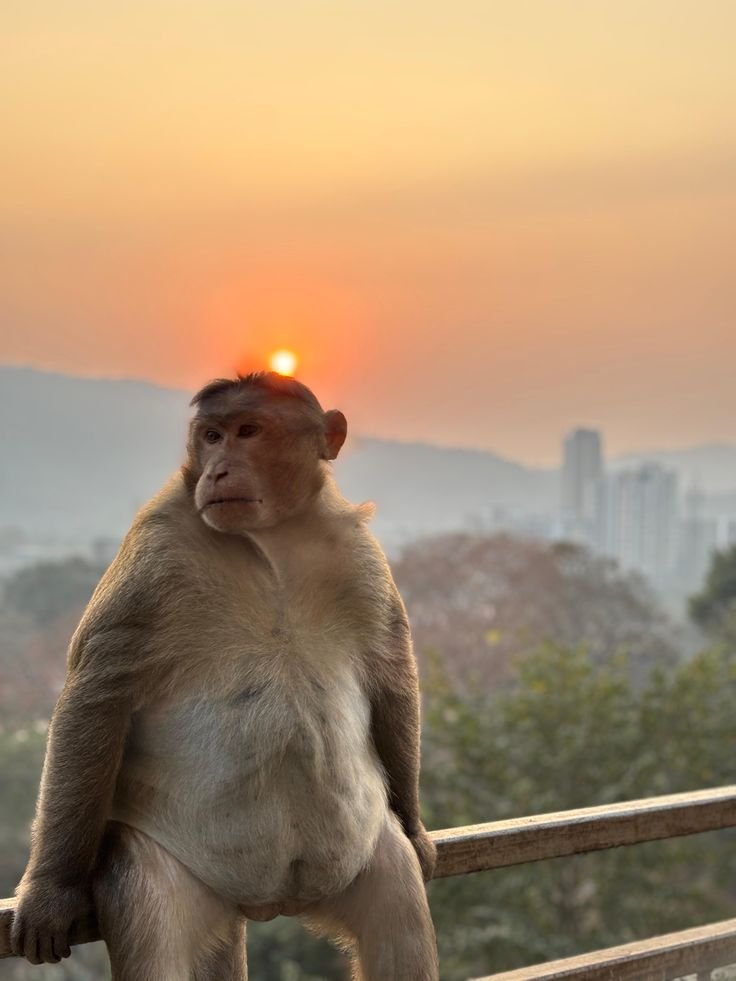 monkeyincrisis's tweet photo. Good morning! Have a nice day. https://t.co/9s1017IBq8