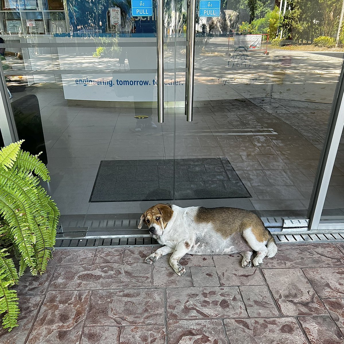 OriganoSom's tweet photo. ขอแนะนำ “มารวย” พนักงานรักษาความปลอดภัยประจำออฟฟิศ 🐶

จริง ๆ นางเป็นหมาของร้านข้าวแถวออฟฟิศ แต่เจ้าของเลี้ยงต่อไม่ไหว เลยยกมาเป็นหมาออฟฟิศแทน

ชีวิตนางตอนนี้คือ…

อ้วนก็อ้วน 🍖
ชอบนอนขวางทางเดิน 🛌
มองตาขวางเหมือนทุกคนติดหนี้
เห่าเก่ง แต่จับตัวแทบไม่ได้
ทำตัวเหมือนเป็นเจ้าของบริษัท ส่วนพวกเราคือผู้มาเช่าออฟฟิศ 🤣

ชื่อ “มารวย” แต่คนที่รวยความสุขจริง ๆ คือพวกเราที่มีนางอยู่ทุกวัน ❤️