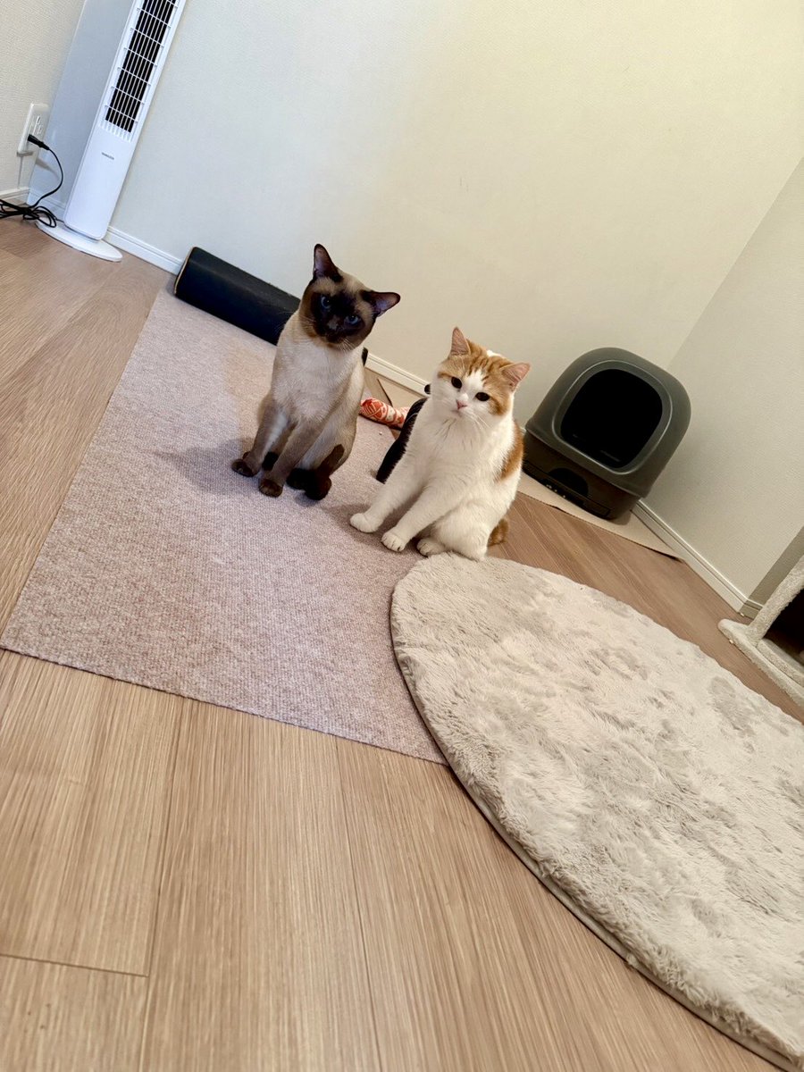 4649_ten9__'s tweet photo. 今日も仲良しにゃんこさんしてる🐱 https://t.co/yDYuUPLb1e