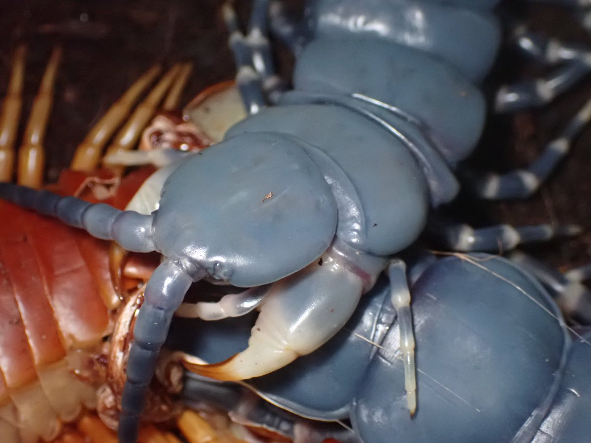 oboro_BHP's tweet photo. Scolopendra gigantea https://t.co/qSUjW5WNDy