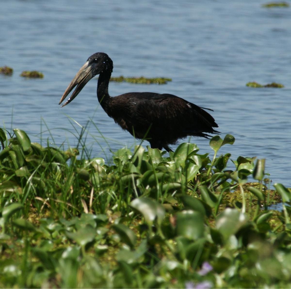 Murchisonug's tweet photo. Prime birding times! Morning &amp; afternoon magic: https://t.co/dtk36xedUC  #murchisonfallsuganda #murchisonfallsinuganda #murchisonnationalpark #murchisonfallspark  #murchisonfallsnationalpark https://t.co/V8kbJqCIB9