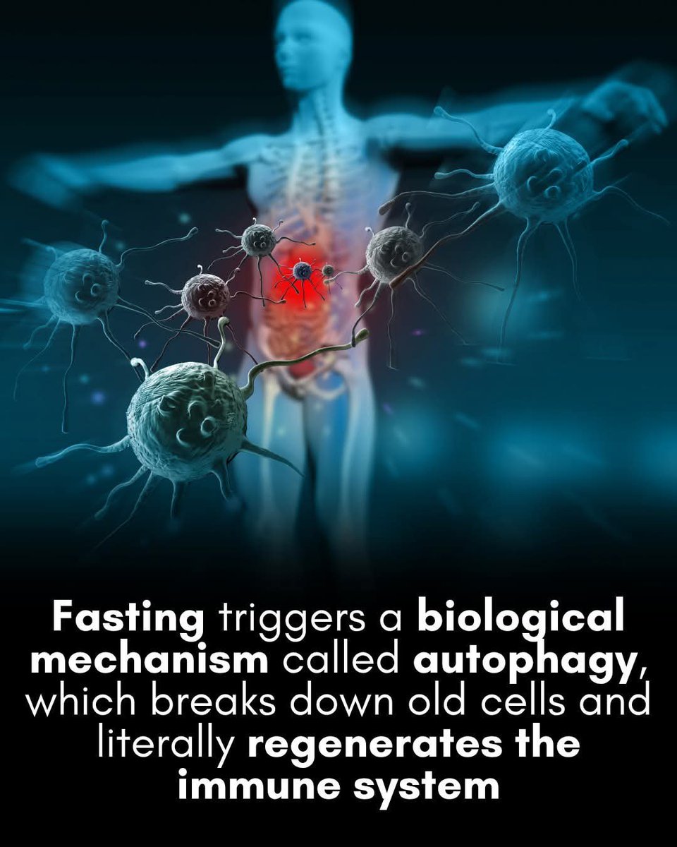 scitechgirl's tweet photo. 🚨 Your Body Has a Secret Anti-Aging Switch

When you fast, something remarkable can happen. Your cells may activate **autophagy** — a natural cleanup process that breaks down damaged cell parts and recycles them for energy.

Scientists believe this hidden system helps keep cells healthy and may play a role in slowing age-related decline. The fascinating part? Most people don't even know it's happening.

Your body could be cleaning itself from the inside out while you're not eating.

Source: Klionsky, D. J., et al. *Autophagy in major human diseases*. Nature Reviews Disease Primers.