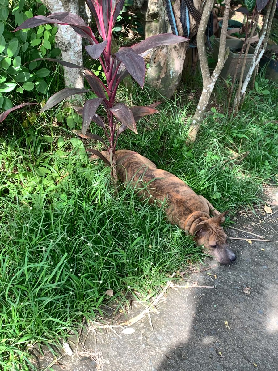 toptierson's tweet photo. just like my dog ☹️☹️ https://t.co/M1QDJ6DHvW