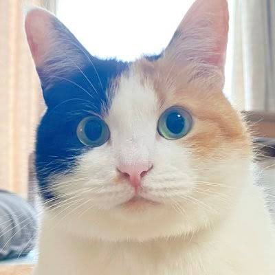 mustafakardes20's tweet photo. 1◉🔴◎

猫を見ていると分かる
嫌な相手には近付かない、疲れたら寝る
好きな人には甘える意外と人生の正解に近い https://t.co/SNrWjjSIPD