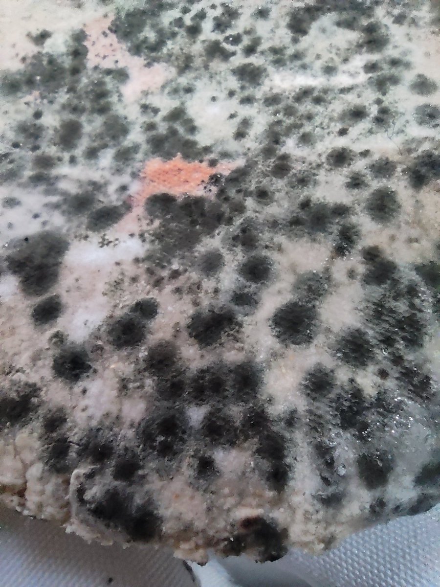 Fungi_Cosas's tweet photo. Las esporas son las responsables de tan hermosos colores. 

En esa tortilla debes tener unas 5 especies de microhongos 🥹

Ahora mira mi tortilla 😅 https://t.co/CbgoIAQBvJ