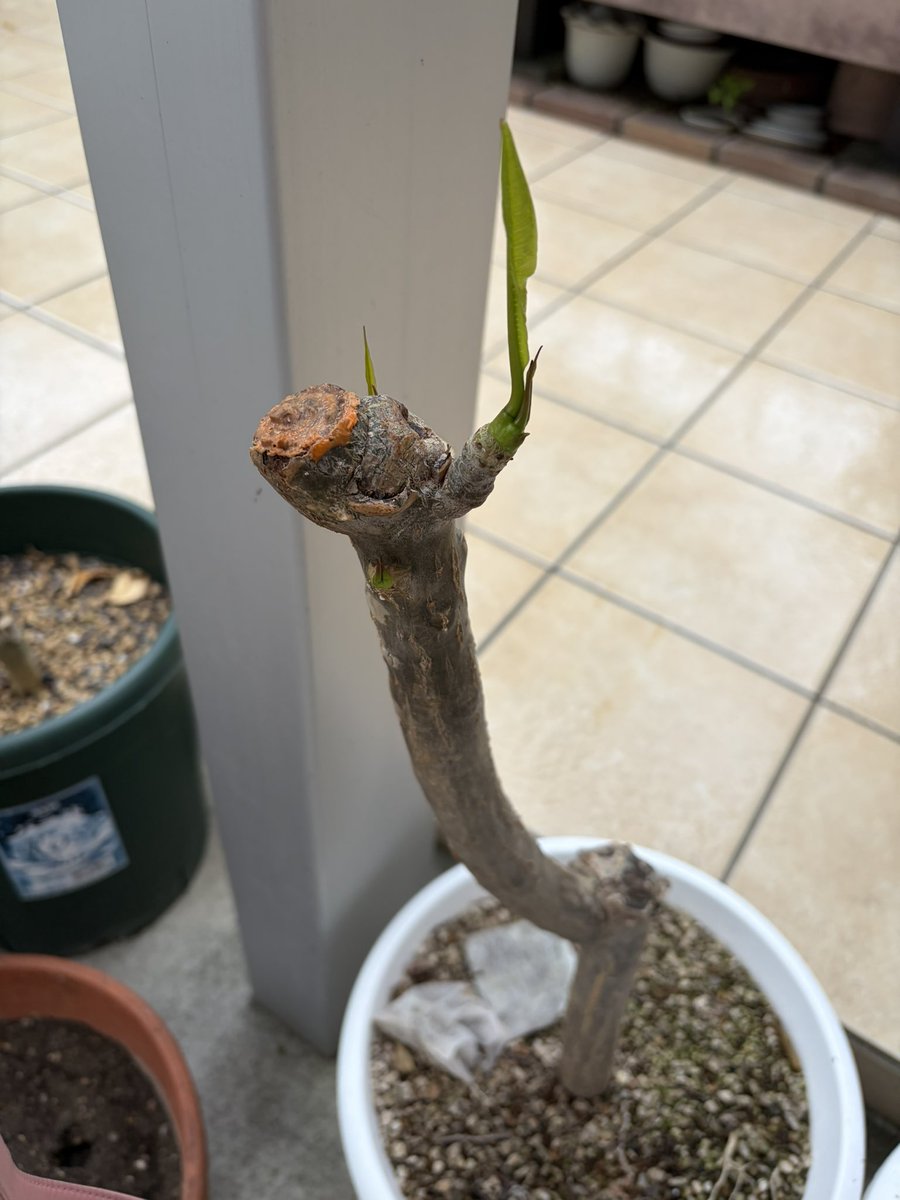 otou0208's tweet photo. プルメリアの挿し木完了
元のプリメリアにも葉っぱが🌱
挿し木の方は花芽も出てきています。
#プルメリア https://t.co/hyJy5ZnaPq