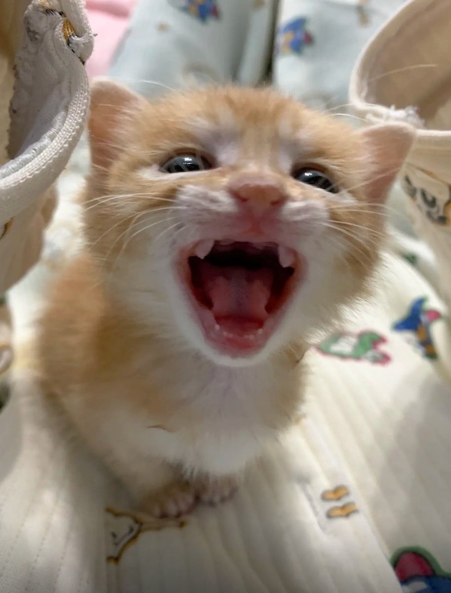AnimalFriends tweet media
