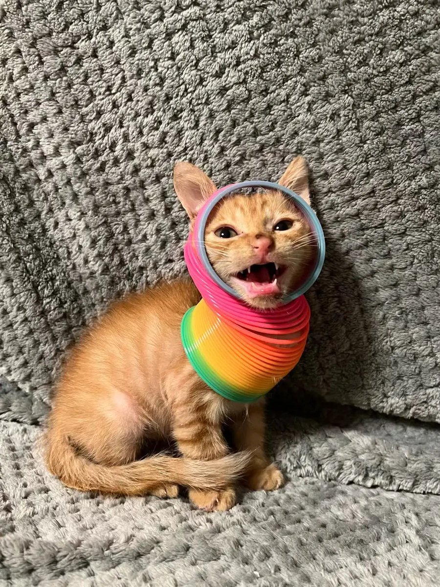 AnimalFriends tweet media
